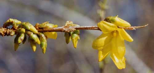 Forsythia