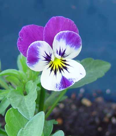 Miniature pansy