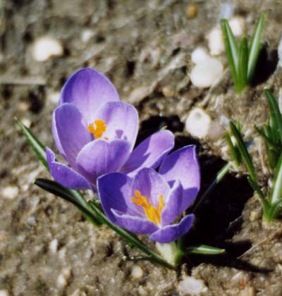 Crocus, purple