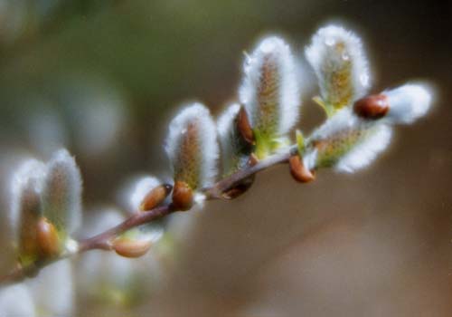 Pussy willow catkins