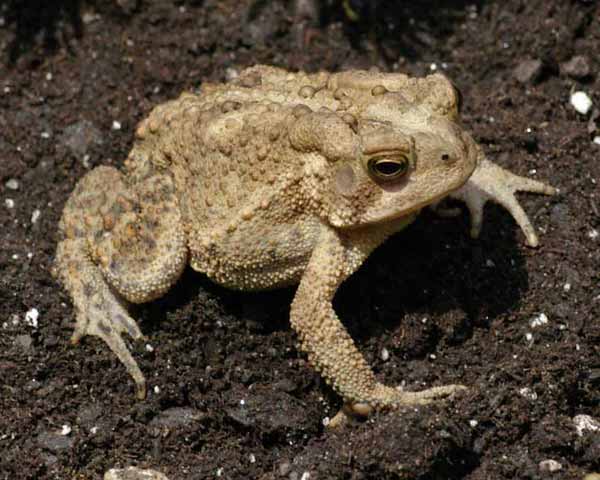American toad
