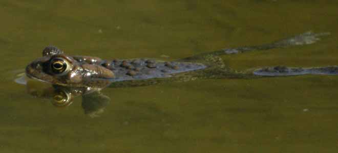 American toad swimming