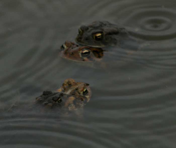 American toads in love