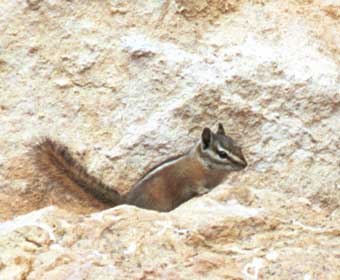 western chipmunk 1