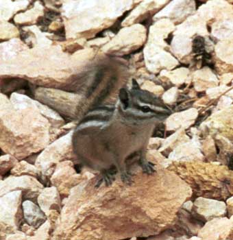 western chipmunk 2