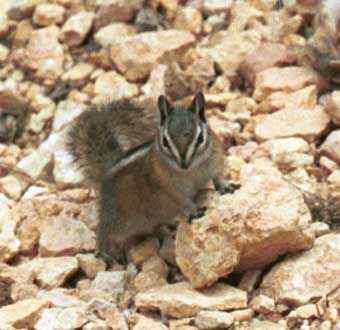 western chipmunk 3