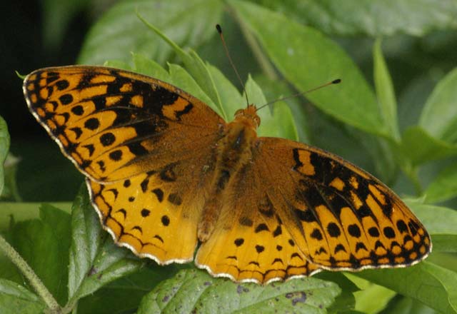 Great-spangled fritillary