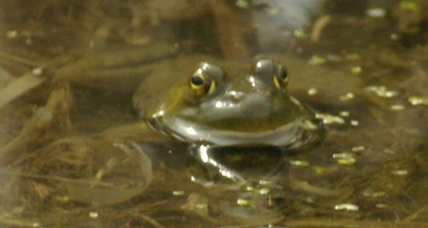 The happiest bullfrog in the world (or pond)