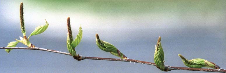 Growth cycle of female catkin of white birch