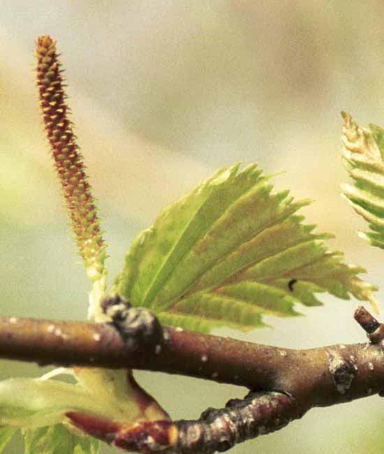 Female white birch catkin in all its glory