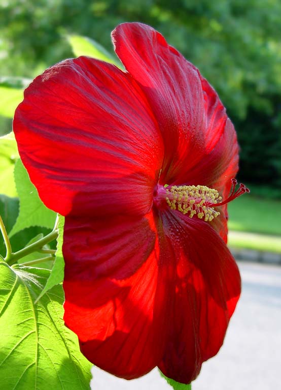 Hibiscus