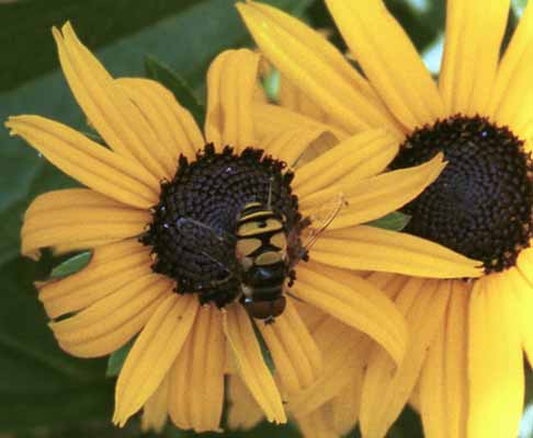 Introducing punk bee on black-eyed Susan