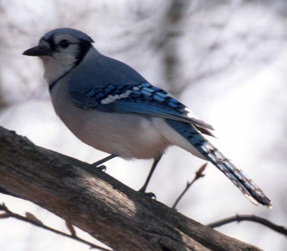 Blue jay