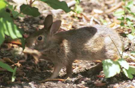 Young bunny moves on