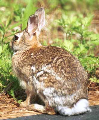 eastern cottontail