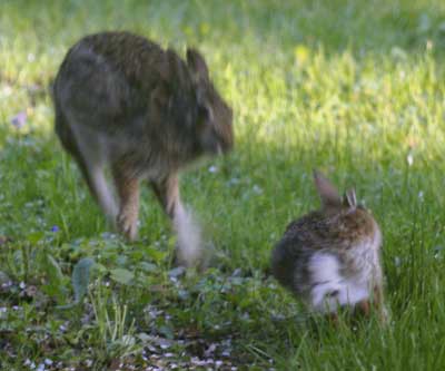Leaping cottontails