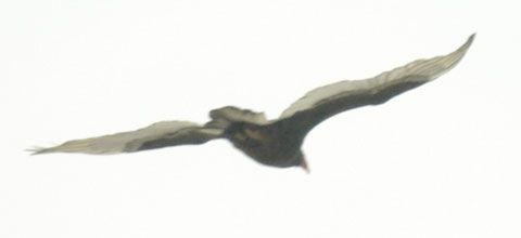 Turkey vulture