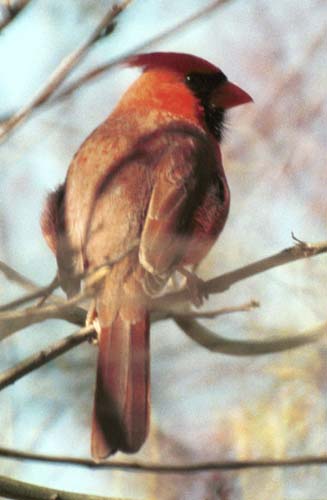 Female cardinal