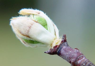 Callery pear bud
