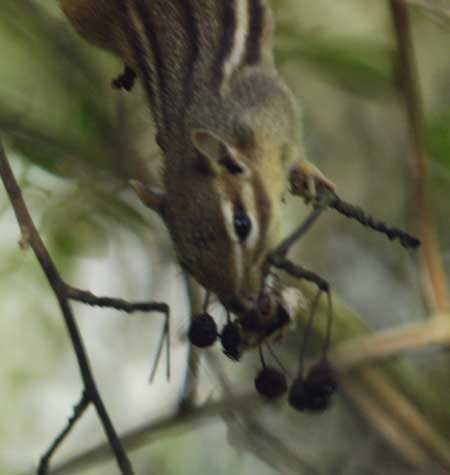 Chipmunk and berries
