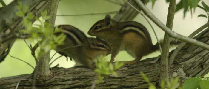 Two chipmunks greeting