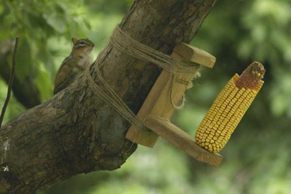 Chipmunk contemplates corncob