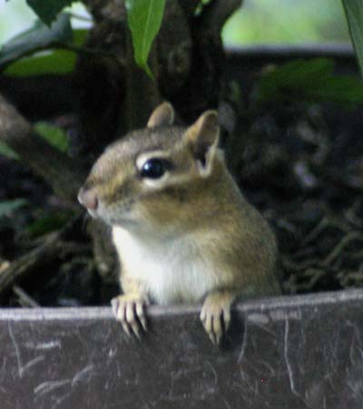 Captain AC on the quarterdeck