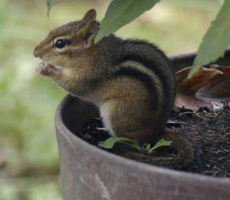 Captain AC Chipmunk relaxing