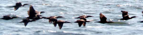 Cormorants