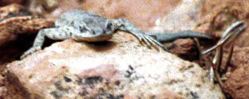 The stare of a side-blotched lizard