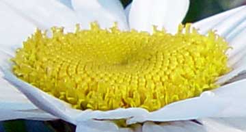 Side view of young florets