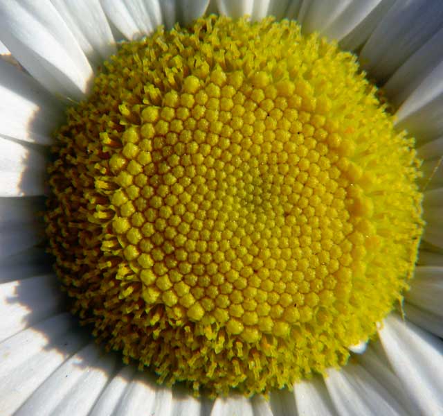 Daisy heart