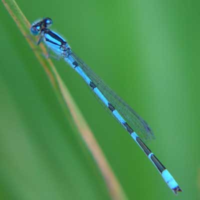 Blue damselfly