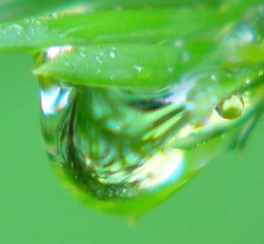Dewdrop on pine needle