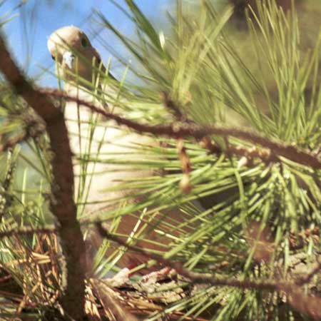 peeking mourning dove