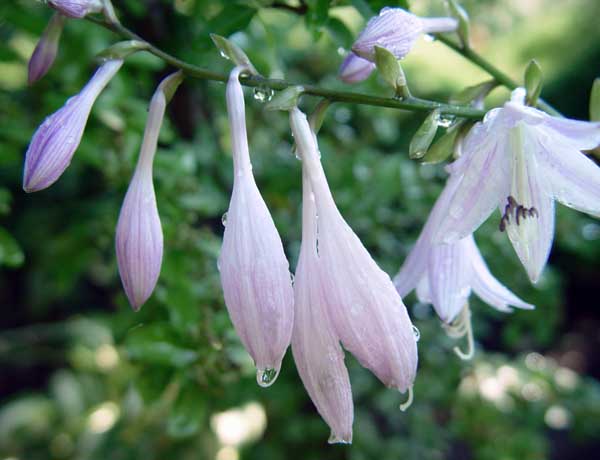 Hosta buds to flower