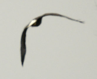 Rear view of bald eagle flap