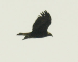 Golden eagle
