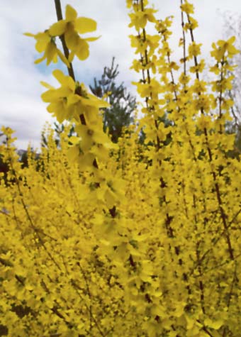 Forsthia branches and flowers
