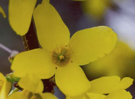 A flower of a forsythia