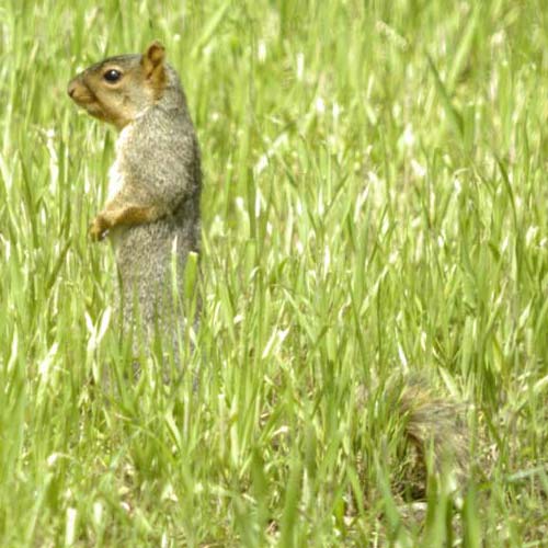 Lanky fox squirrel
