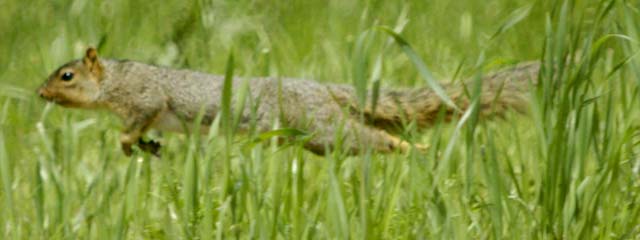 Fox squirrel running