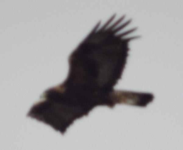 golden eagle, as in a watercolor