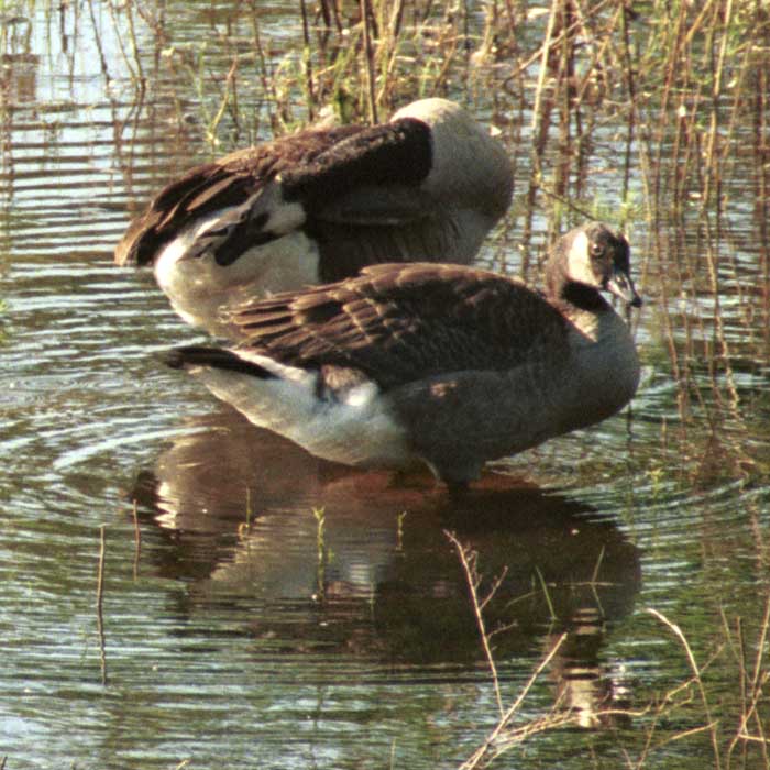 Canada goose eye glint