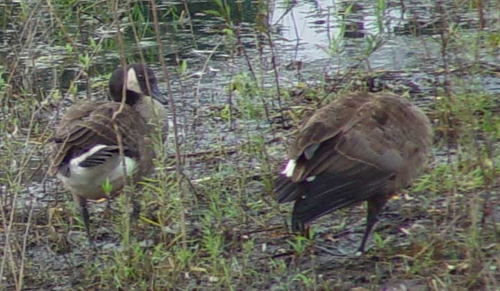 Goose preening