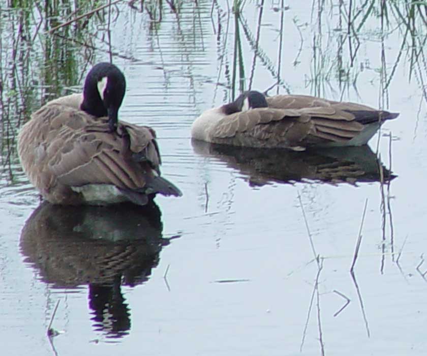 Goose family portrait