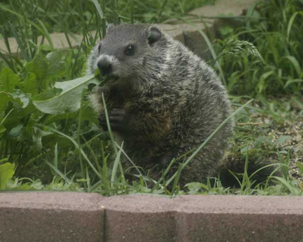 Baby groundhog munching