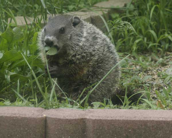 Baby groundhog munching