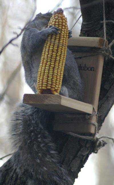 Rhett and his true love Scarlet Corncob
