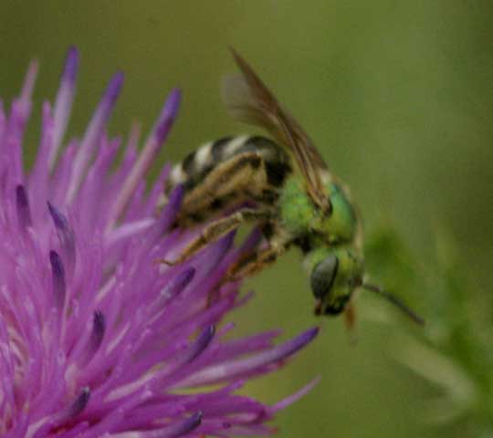 green bee